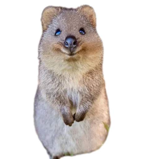Quokka @onlyetikett