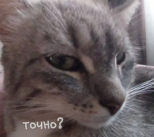 топовые :: @fStikBot