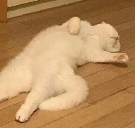 коты наше всё :: @fStikBot