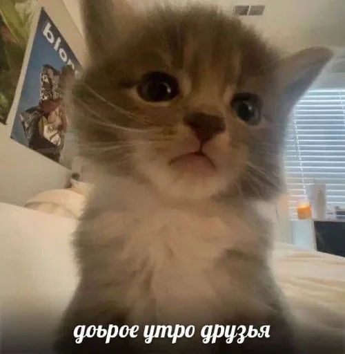 кот??-Tyevan :: @fStikBot