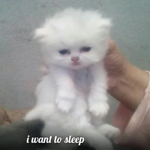 🍓котики🍓