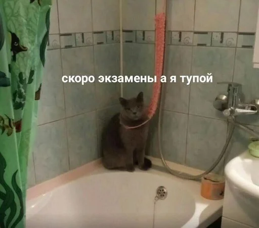 котики от ангелины😶‍🌫 :: @fStikBot