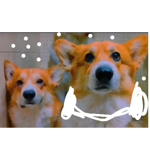 Бандит, Бублик, Кекс, Коржик4