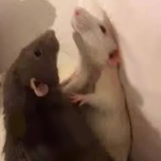 Cute Copies Of Judas