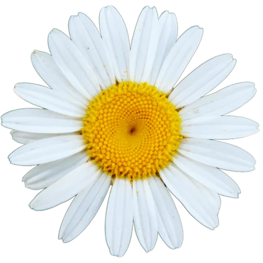 Милые цветы @simplesticker