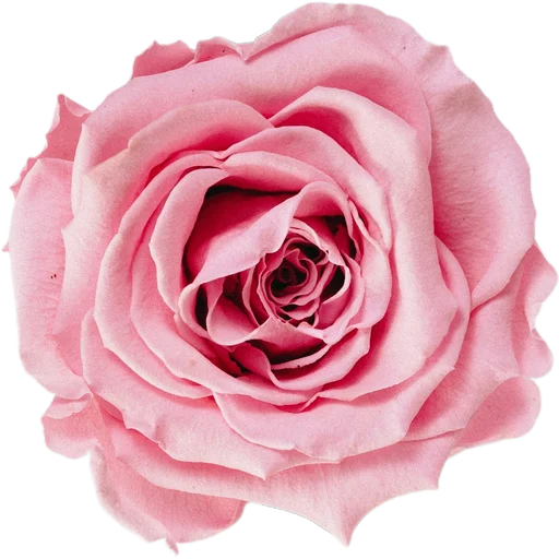 Милые цветы 2 @simplesticker