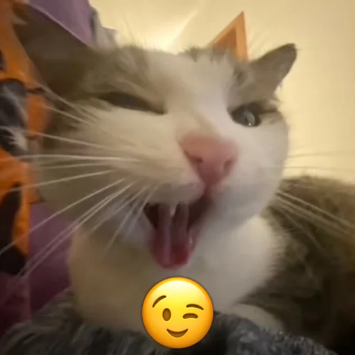 Эмодзи Котики @StickerChest
