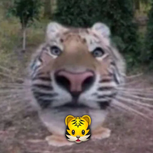 🐯