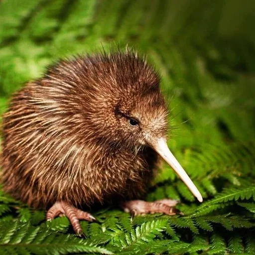 Киви🥝🥝𓅪 :: @fStikBot