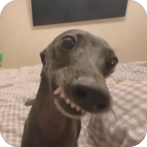 итальянская борзая🐶