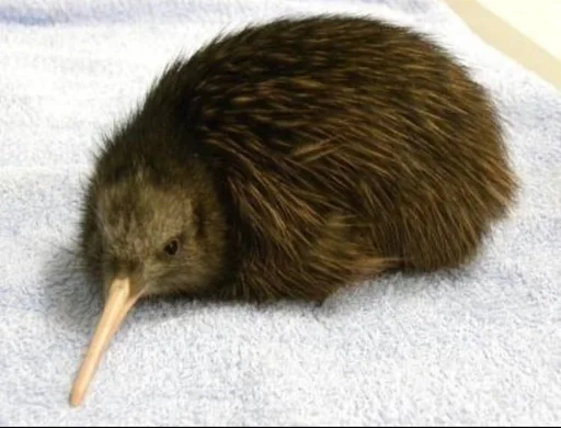 птички киви 🥝 :: @fStikBot