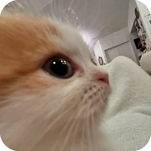 🐾 котячьи пикчи 2 🐾 @aesthetifypins