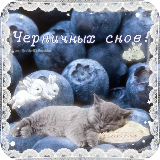 Котячие открытки