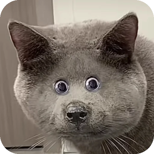 Серый кошка