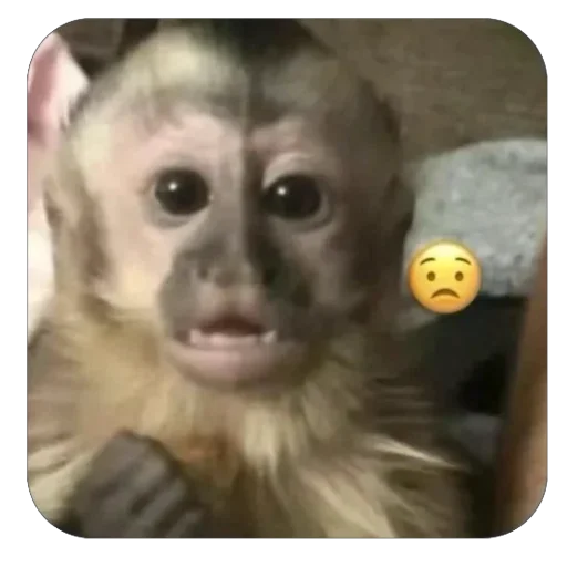 бабизянки - @laurka228