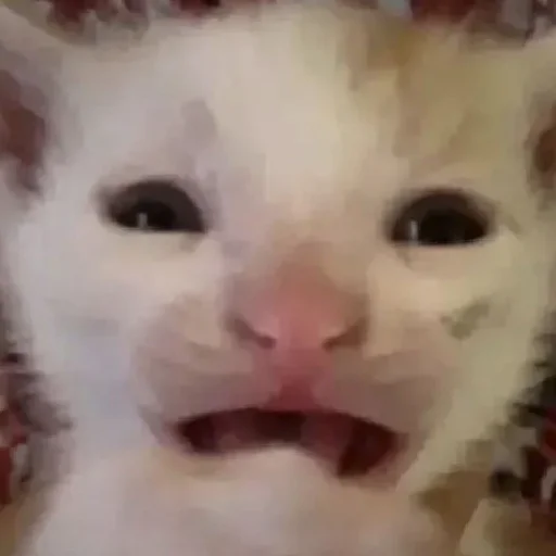 хайповые котеки