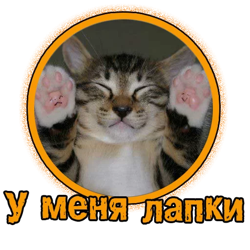 Милые котята @STICK17