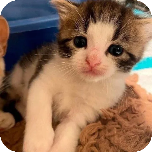 моилюбимки