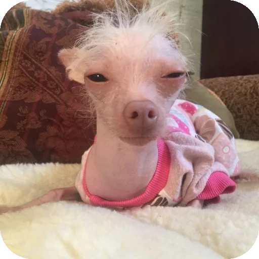 песики @angelggi