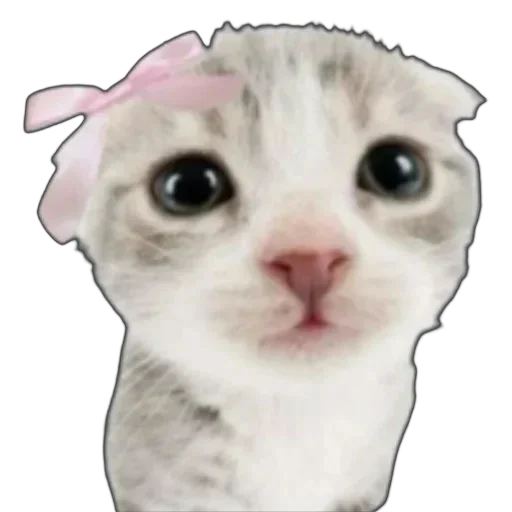 розовые мечты | тгк: @aesthetifypins