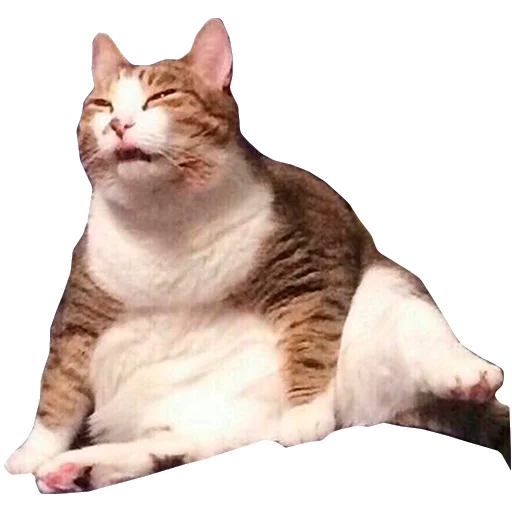 Грустные коты