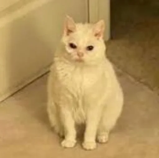 Утомлённый кот @stickroom