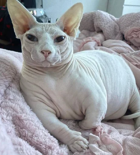 кошечка гламурная