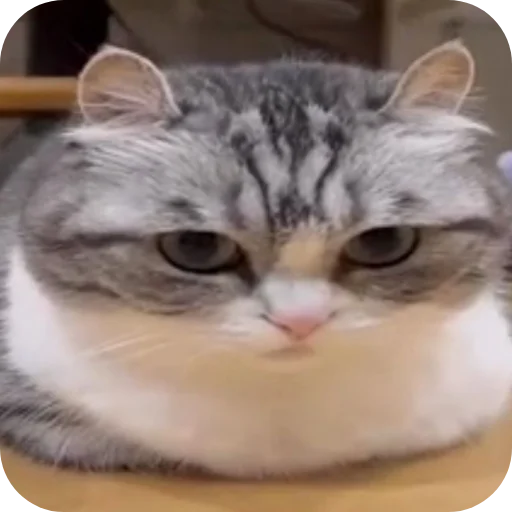 Коллекция вкусных стикеров