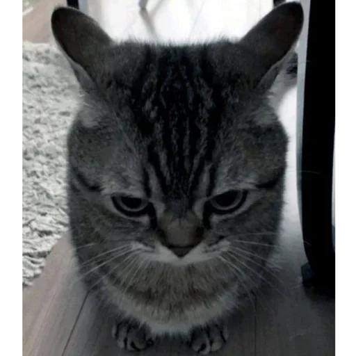 ►Kittens◄→@Barbara_info