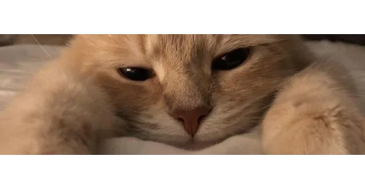 ∿ ෆ 𝕜𝕚𝕥𝕥𝕖𝕟𝕤  /ᐠ ˵• ﻌ •˵マ | @esthedia