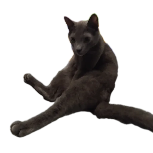 Котскиекоты