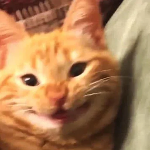 ЖМИ СЮДА - @StickerChest