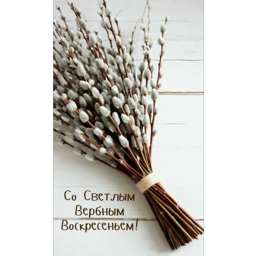 Вербное воскресенье @free_stickerpack