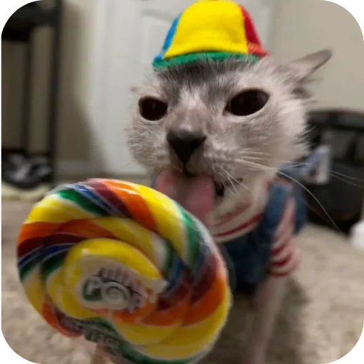 киски и сапачки