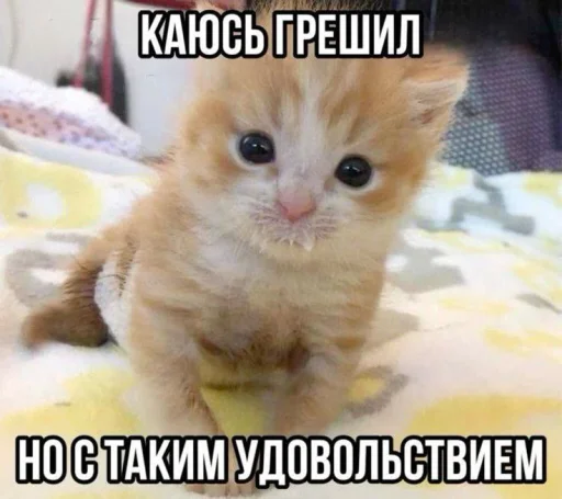 Котятки @MoiStikiBot