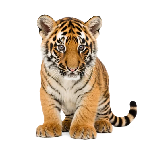 🐯