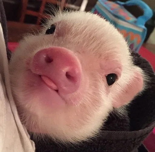 Хрюшки :: @fStikBot