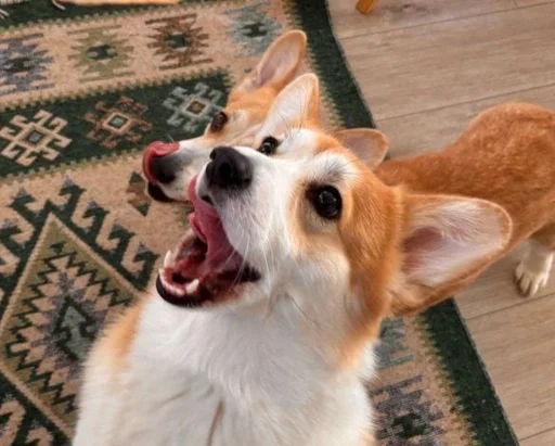 Рыжие глупости :: @fStikBot