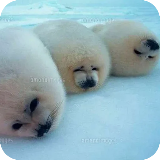 ТЮЛЕНИ by @TVjunior :: @fStikBot