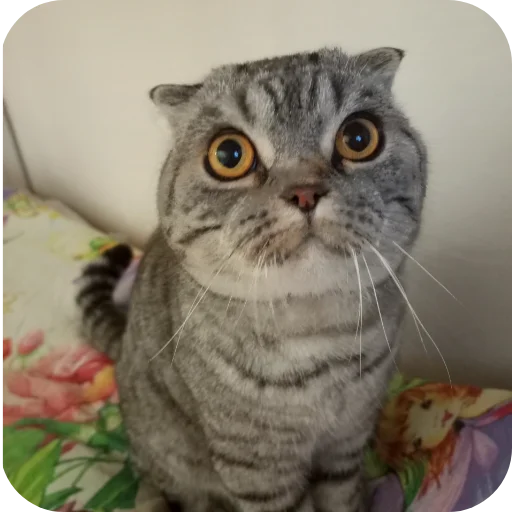 Dead rails | Chat Коты