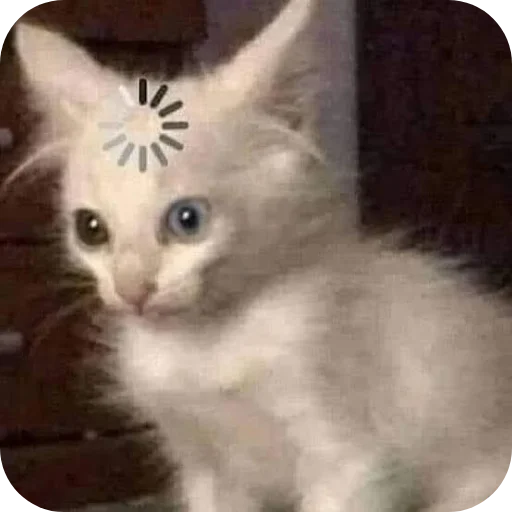 Милые котики