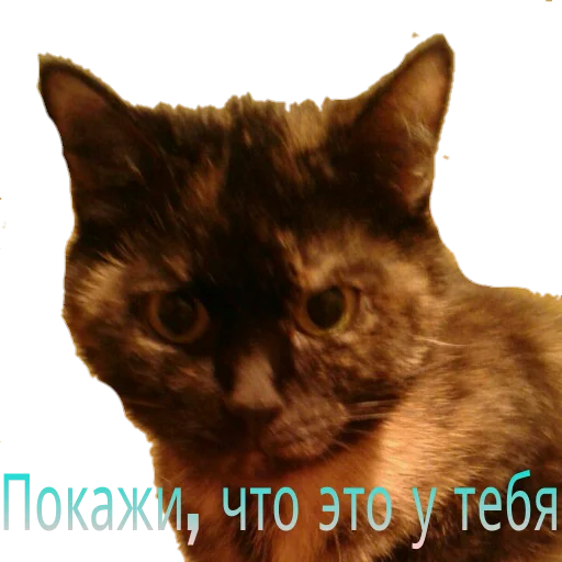 Кошка разговора