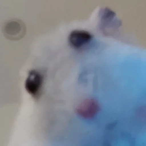 Хомячки @Dude_God_Damn