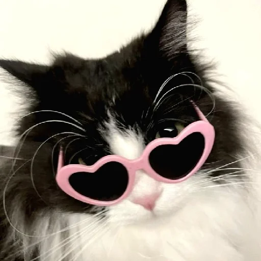 Котики от @stickerock