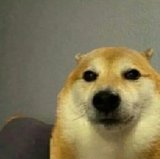 Смешные Псины :: @fStikBot