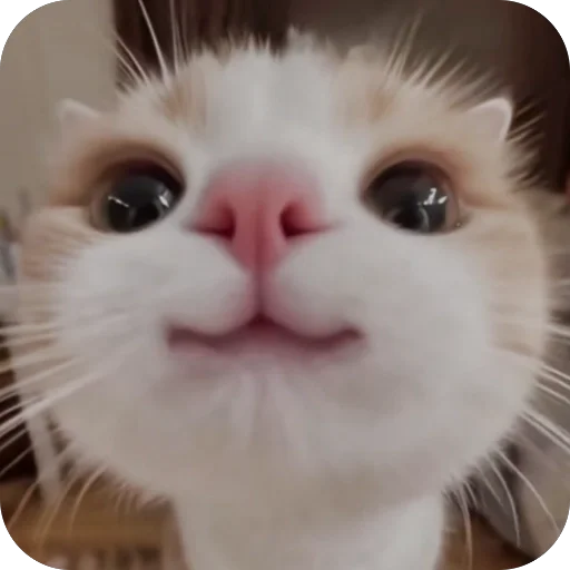 КОТИКИМЕЕ❤️