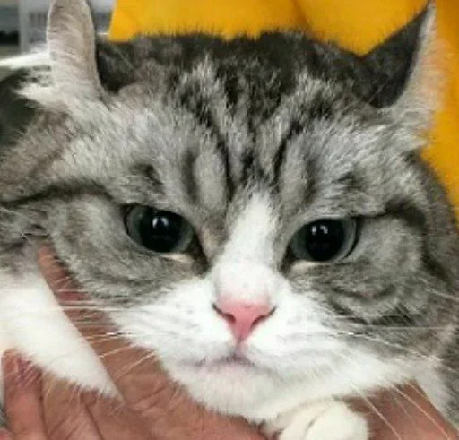 Будни Комару @komaru_gif