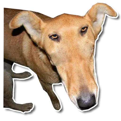 Упоротый пёс