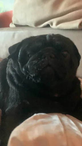 Мопс @MoiStikiBot