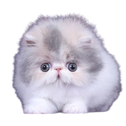 Cats, @stickerspupa :: @fStikBot